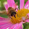 La abeja y la ara�a blanca