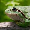 Ranita de San Ant�n - Hyla arborea
