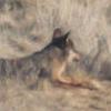 Lobos tumbados