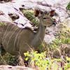 Kudu