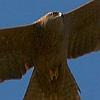 guila
