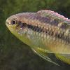 Laetacara curviceps