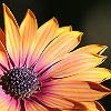 Flor