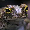 Sapo comn - Bufo bufo