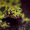 Tritn jaspeado - Triturus marmoratus
