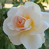 Flor
