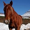 Caballo de montaa