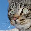 Mirada felina