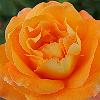 Flor