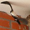 Acrobacia