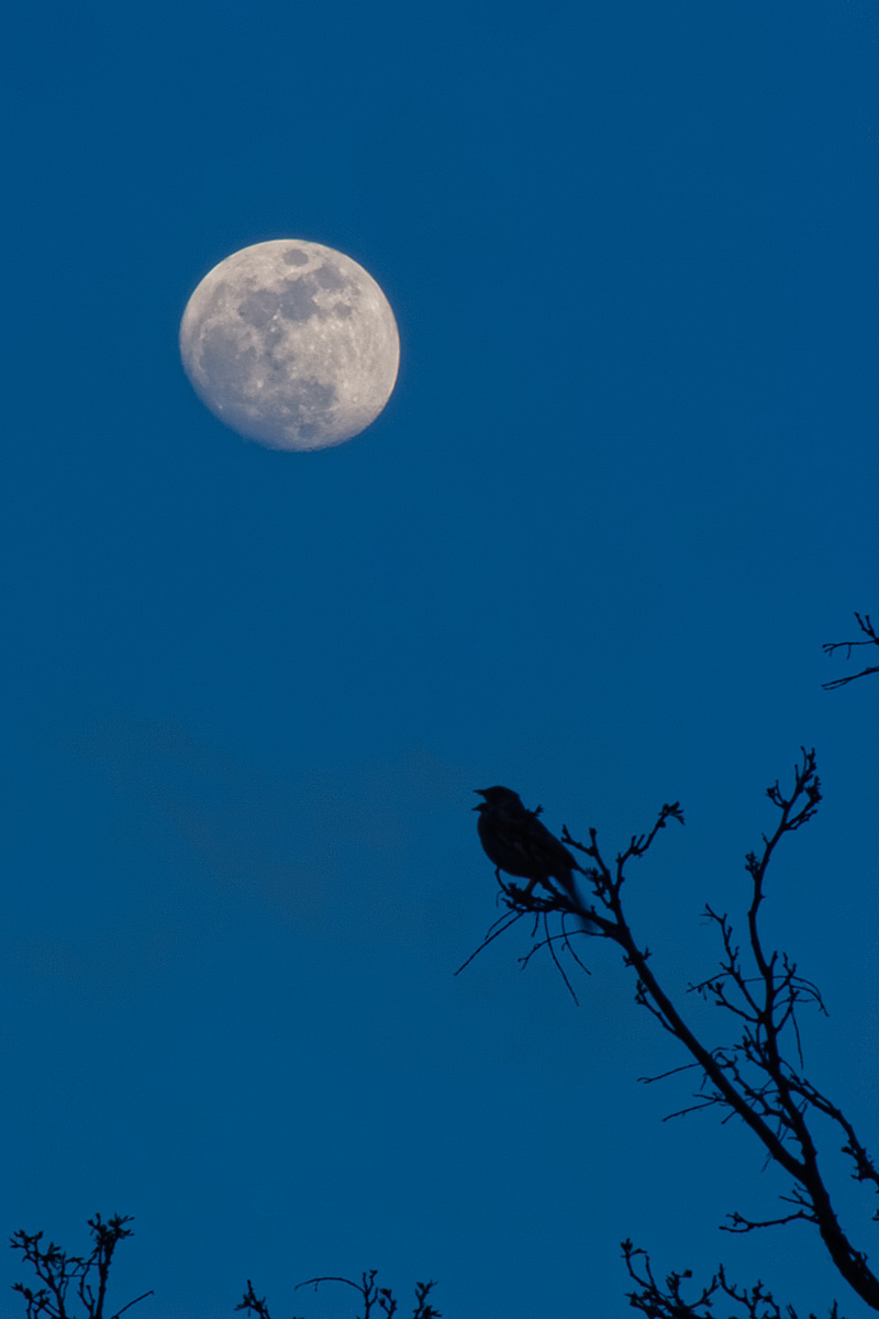 Selenata (Serenata de Luna)