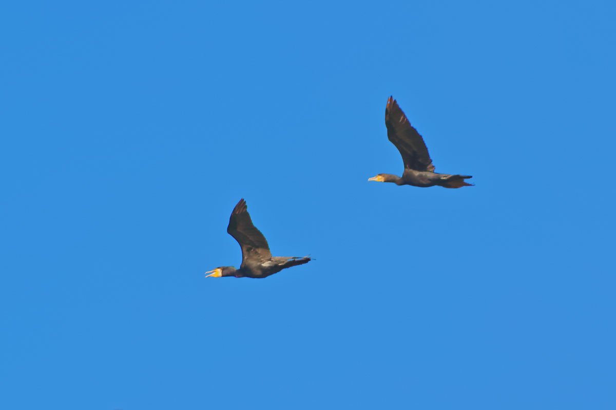 Cormoranesl