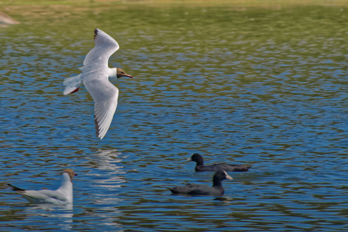 Gaviota reidora