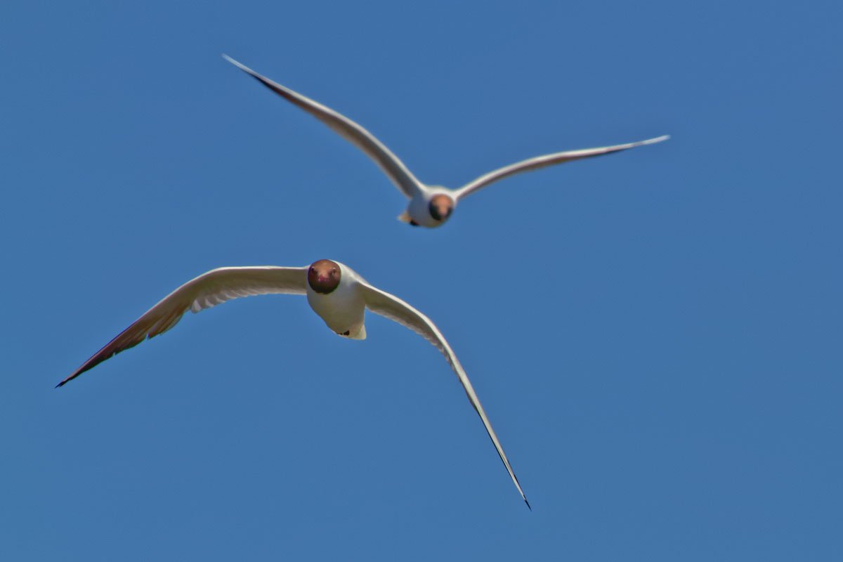 Gaviota reidora