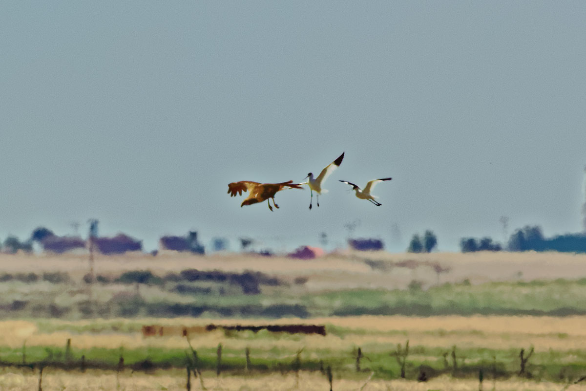 Dos avocetas alejando de su nido a un aguilucho lagunero