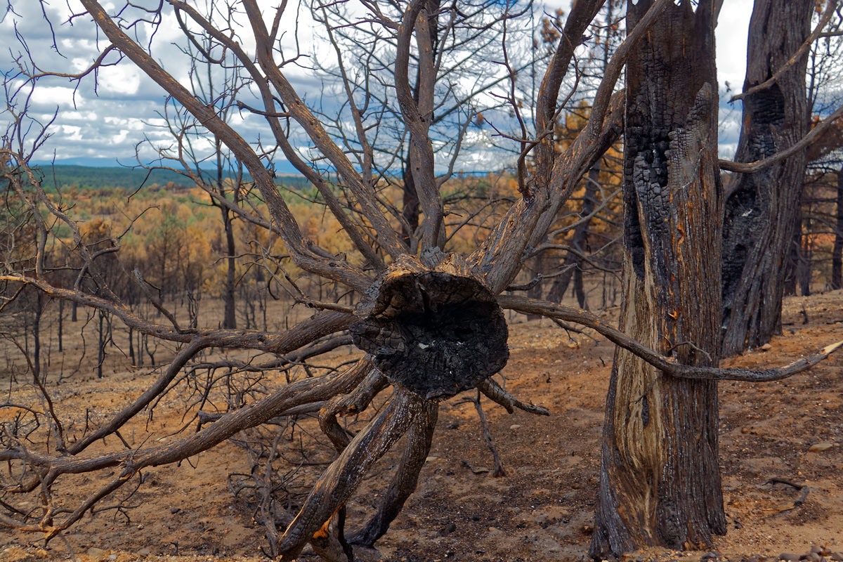 Incendio en Barcebalejo, Soria