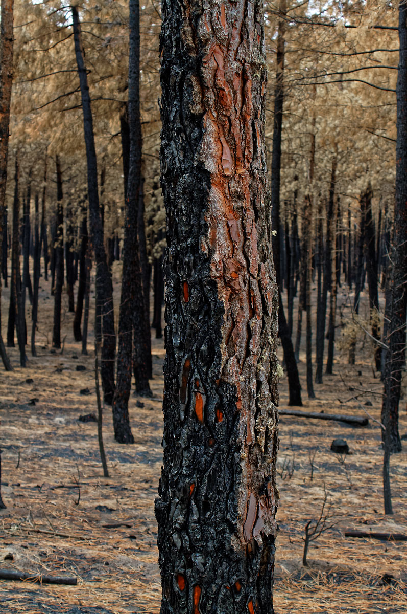 Incendio en Barcebalejo, Soria