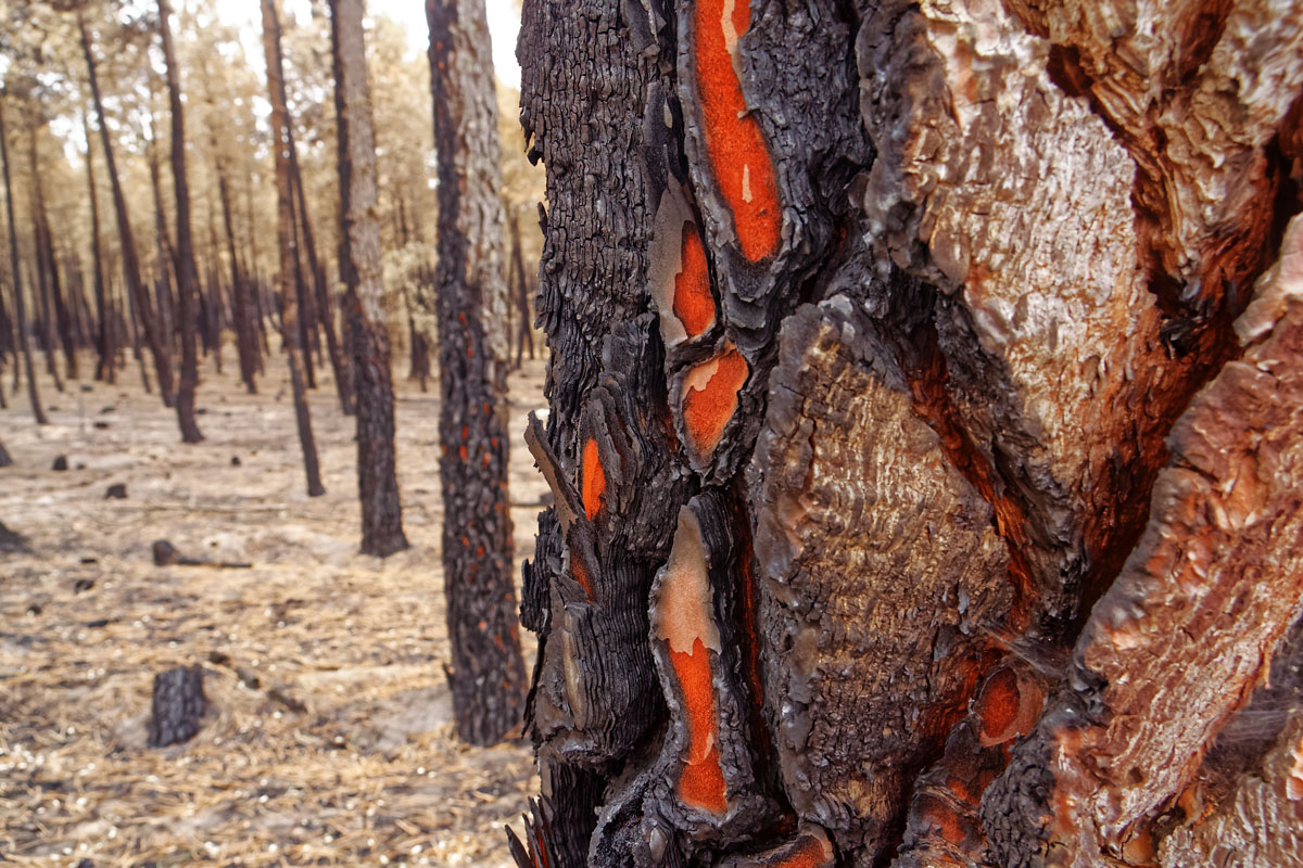 Incendio en Barcebalejo, Soria