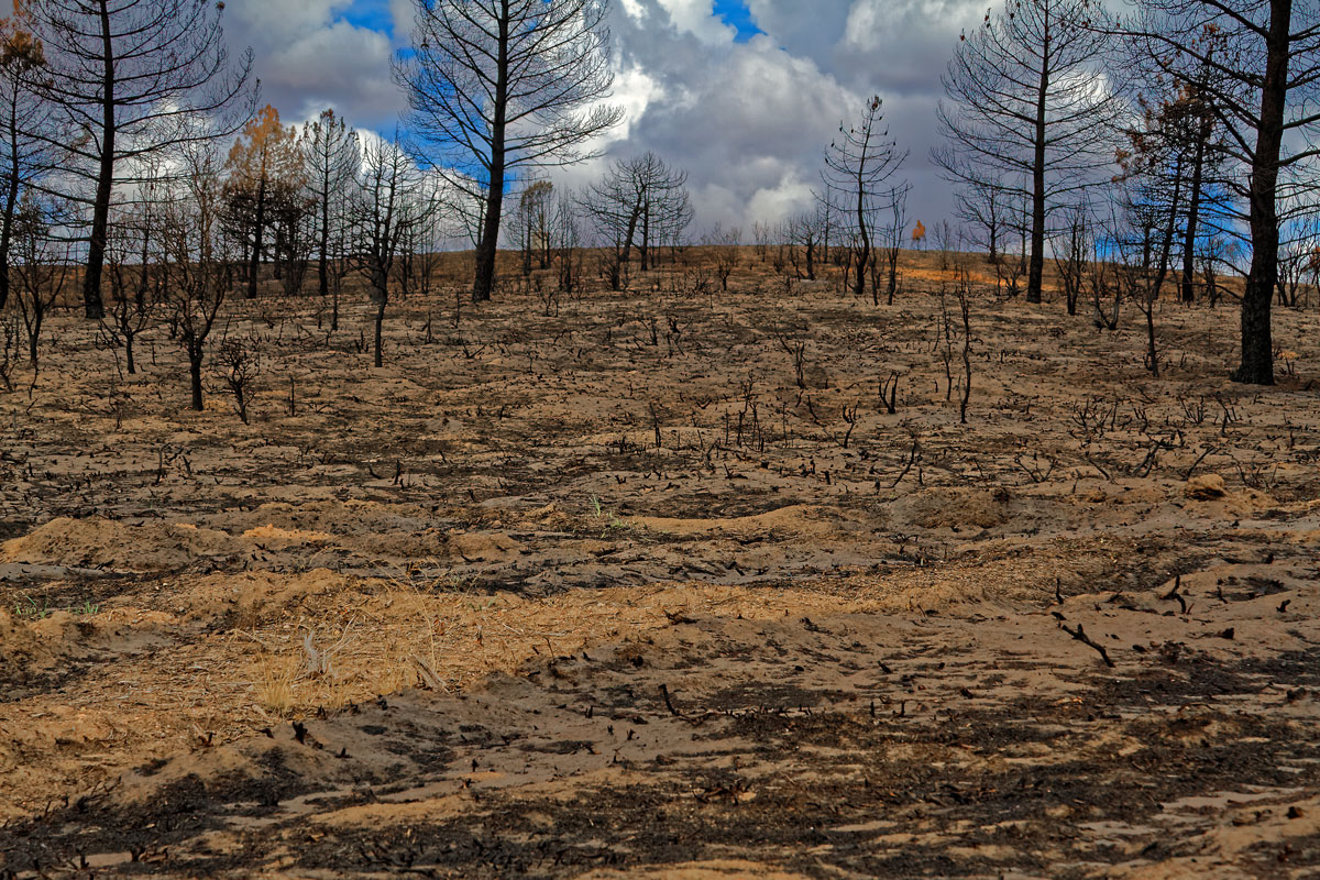 Incendio en Barcebalejo, Soria