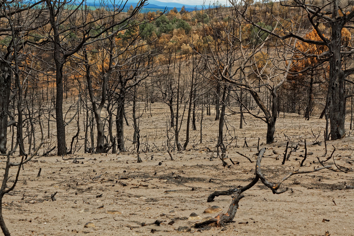 Incendio en Barcebalejo, Soria