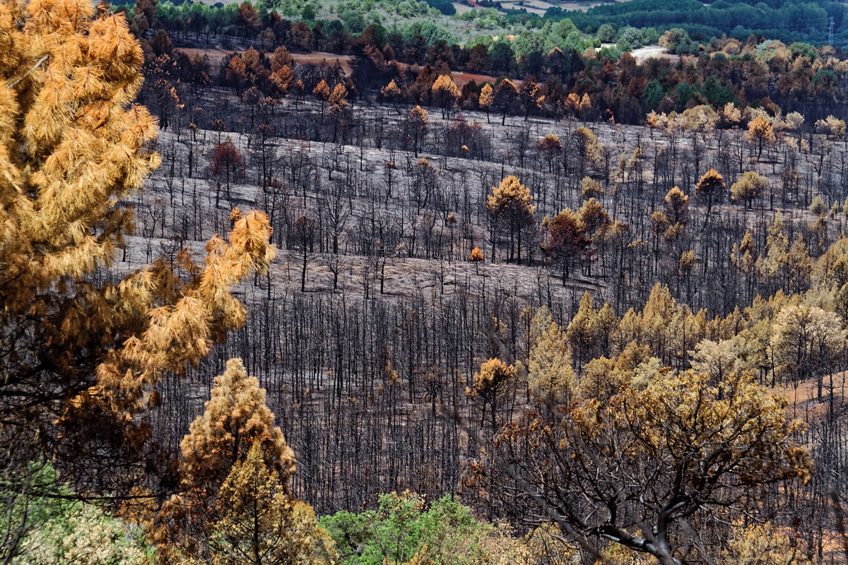 Incendio en Barcebalejo, Soria