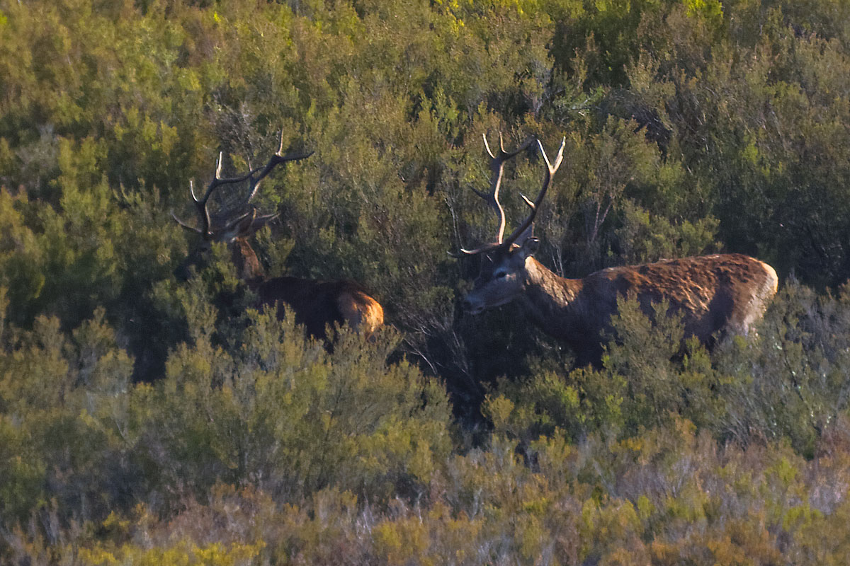 Pareja de ciervos en la Sierra de la Culebra (Zamora)