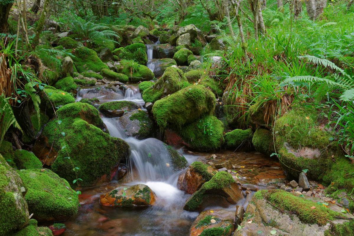 Arroyo en la Reserva Natural de Muniellos