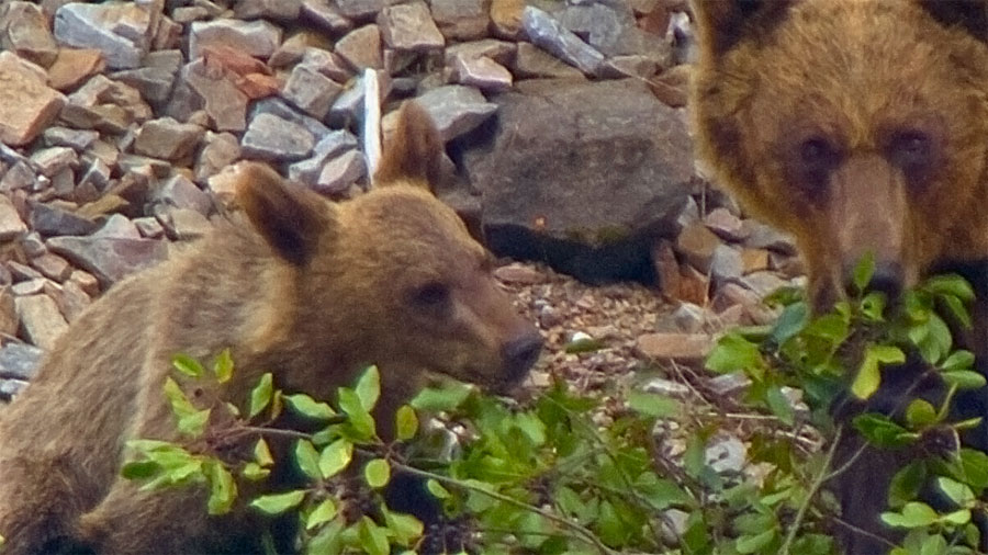 Comiendo bayas de un escuernacabaras