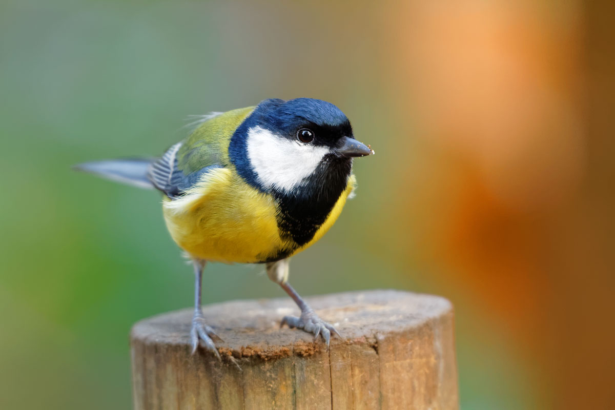 Carbonero común (Parus major)