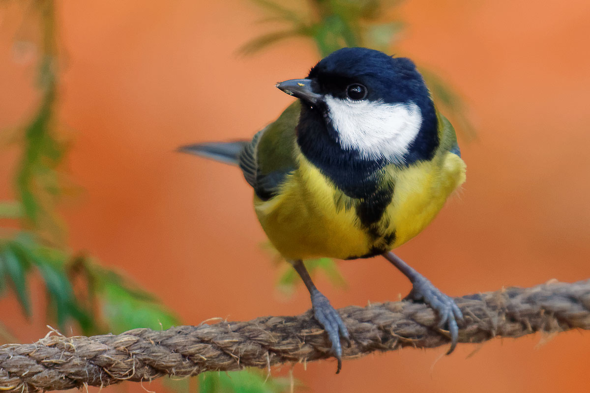 Carbonero común (Parus major)