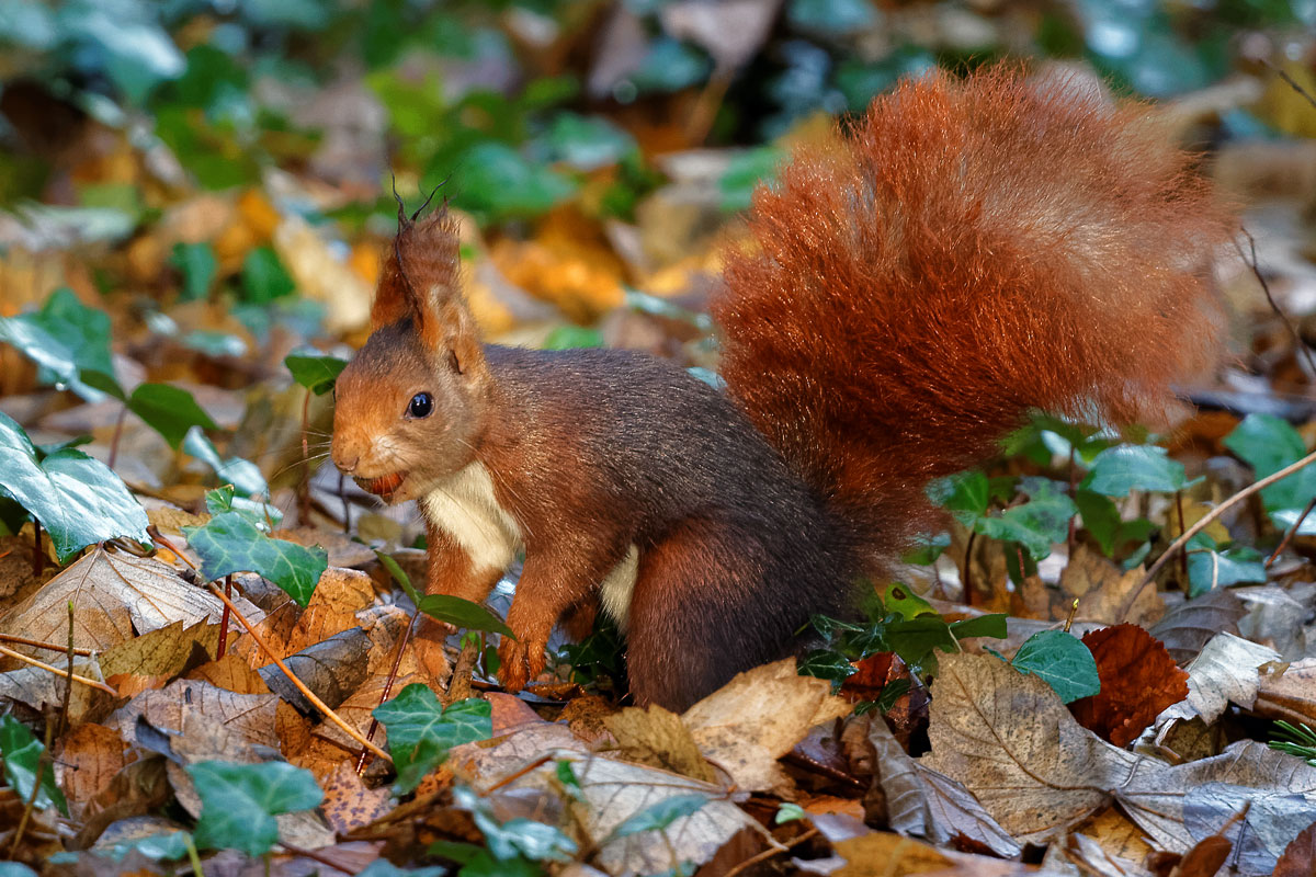 Ardilla roja (Sciurus vulgaris)