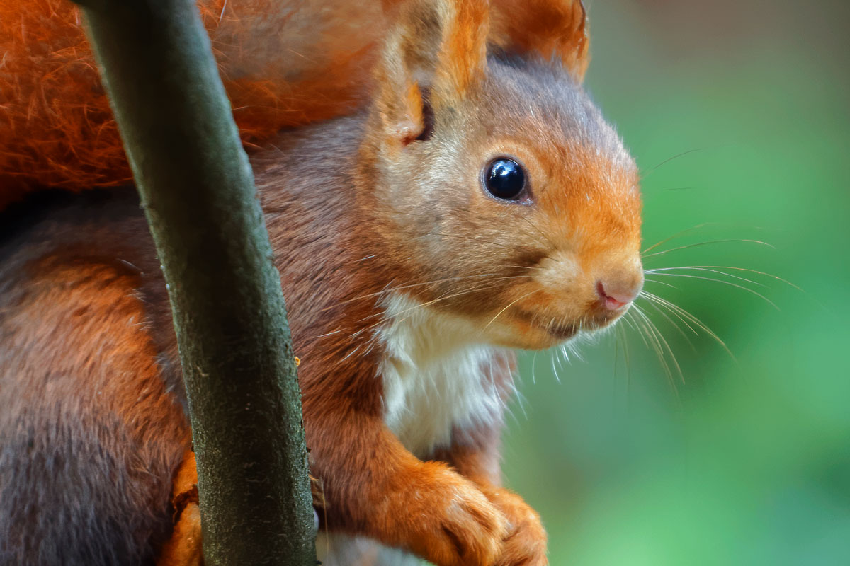 Ardilla roja (Sciurus vulgaris)