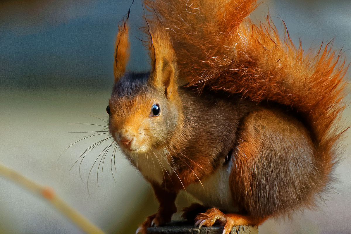 Ardilla roja (Sciurus vulgaris)