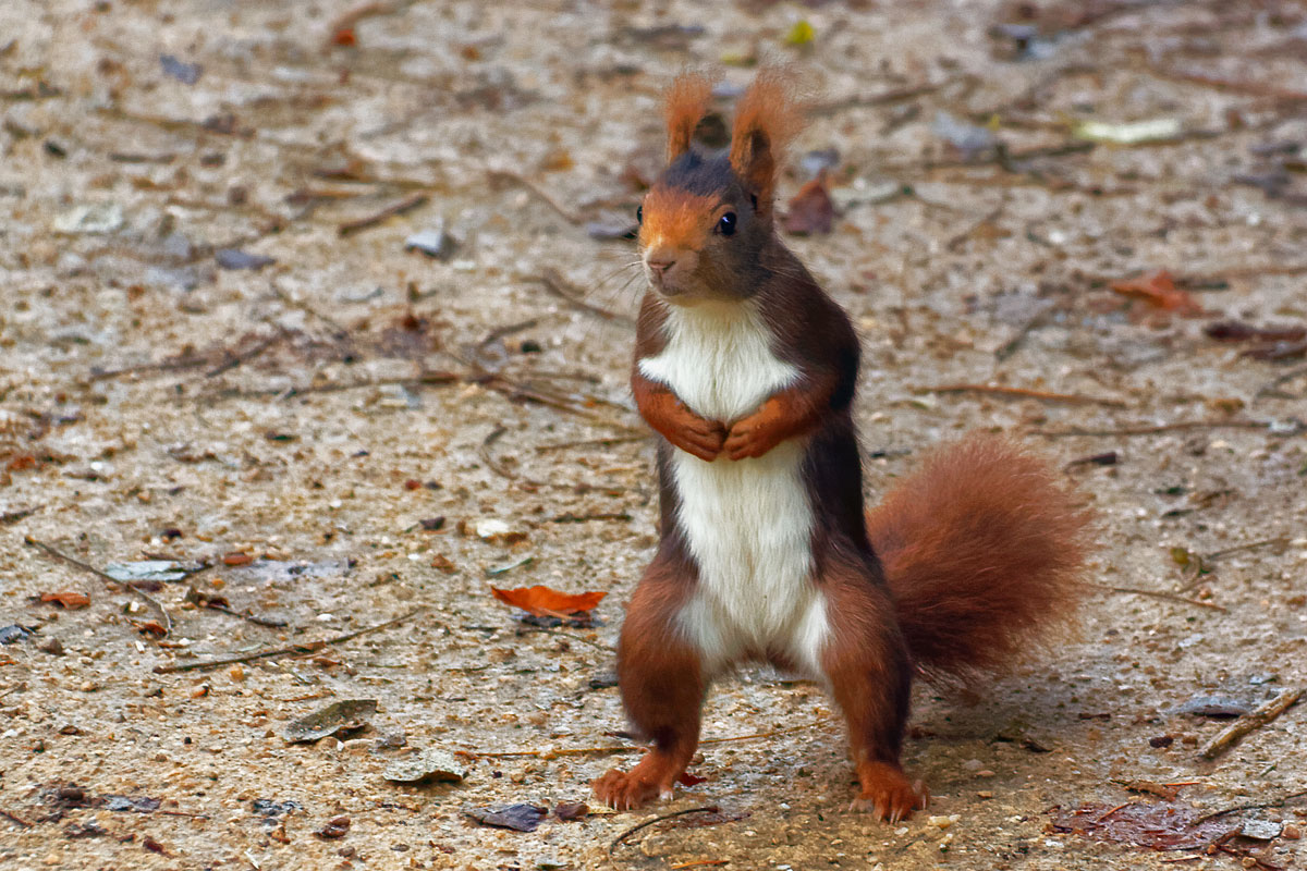 Ardilla roja (Sciurus vulgaris)
