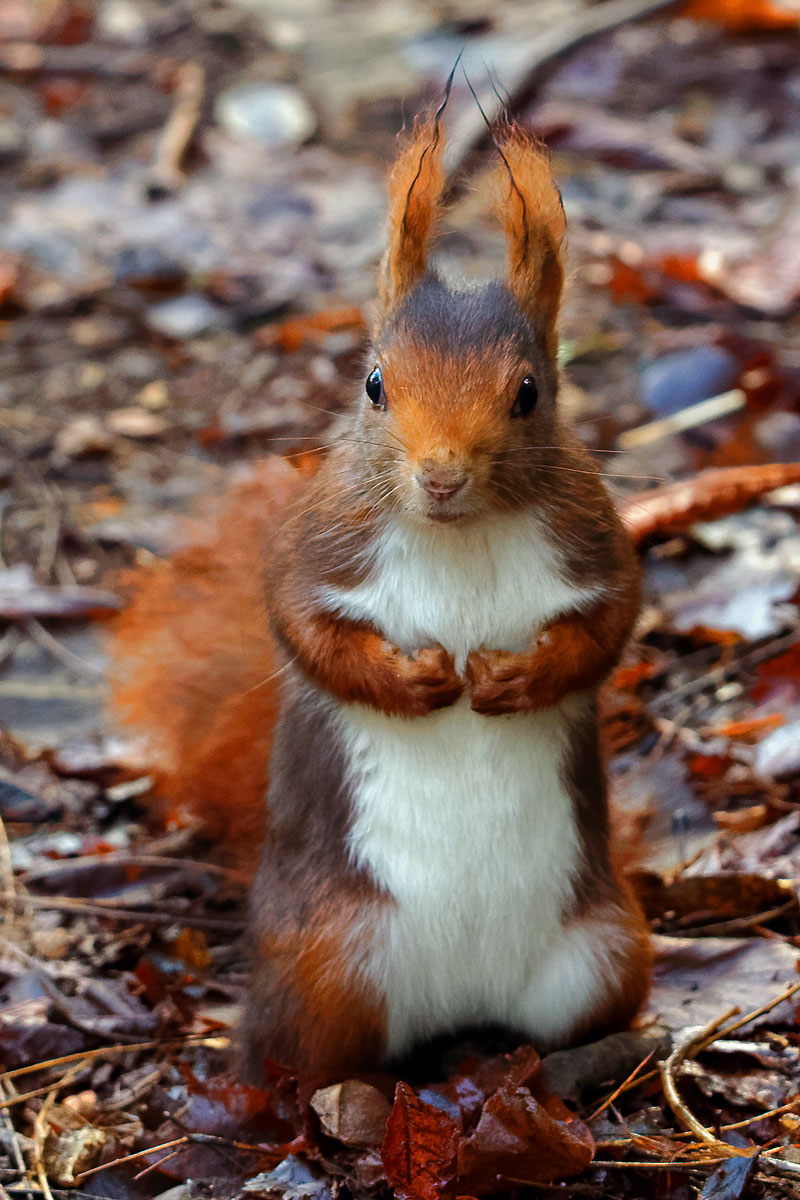 Ardilla roja (Sciurus vulgaris)