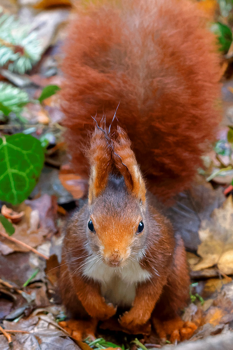 Ardilla roja (Sciurus vulgaris)