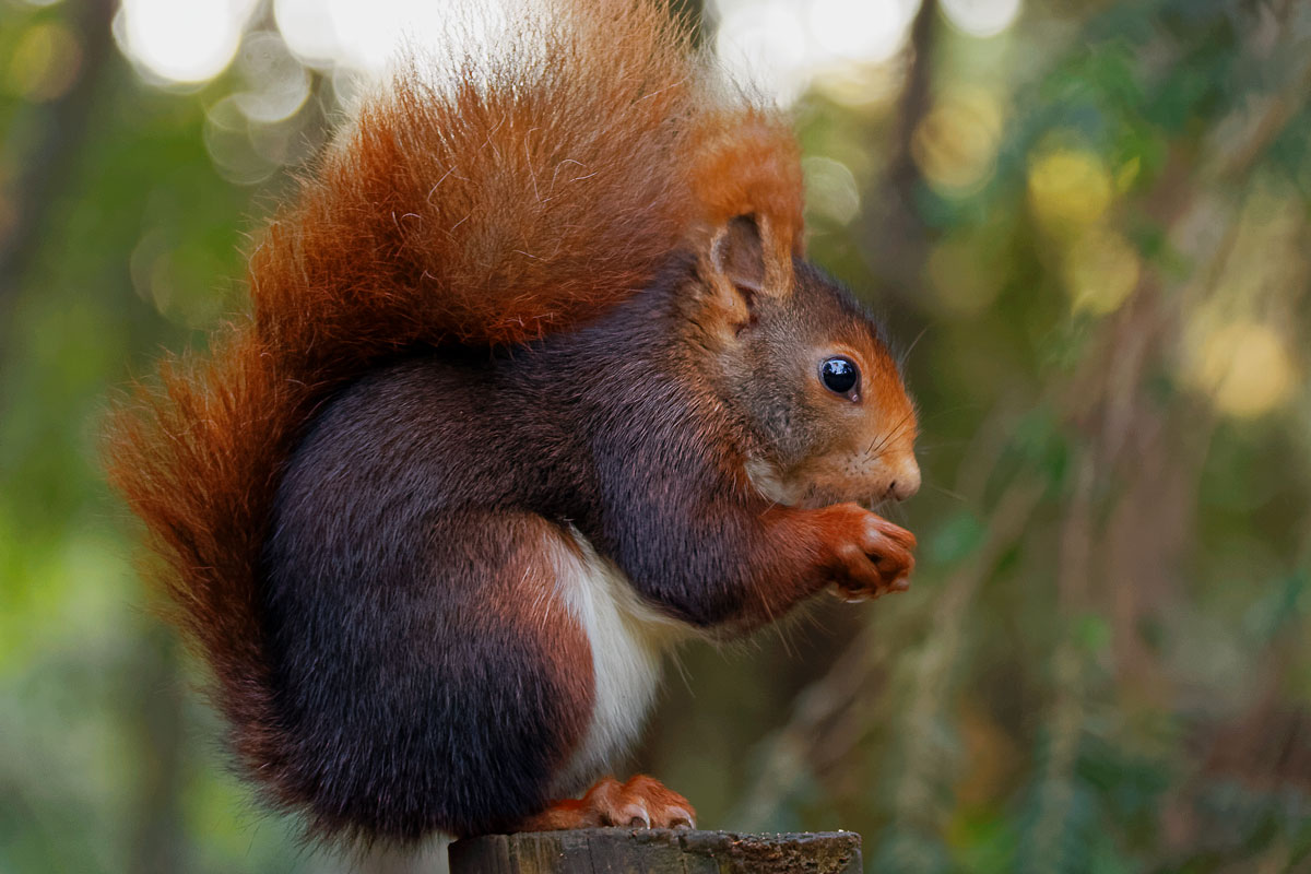 Ardilla roja (Sciurus vulgaris)