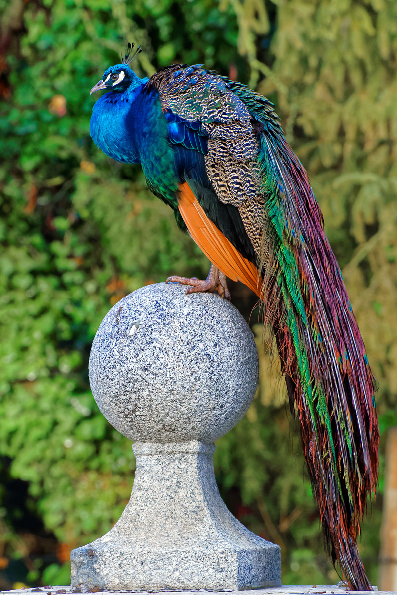 Pavo real (Pavo cristatus)