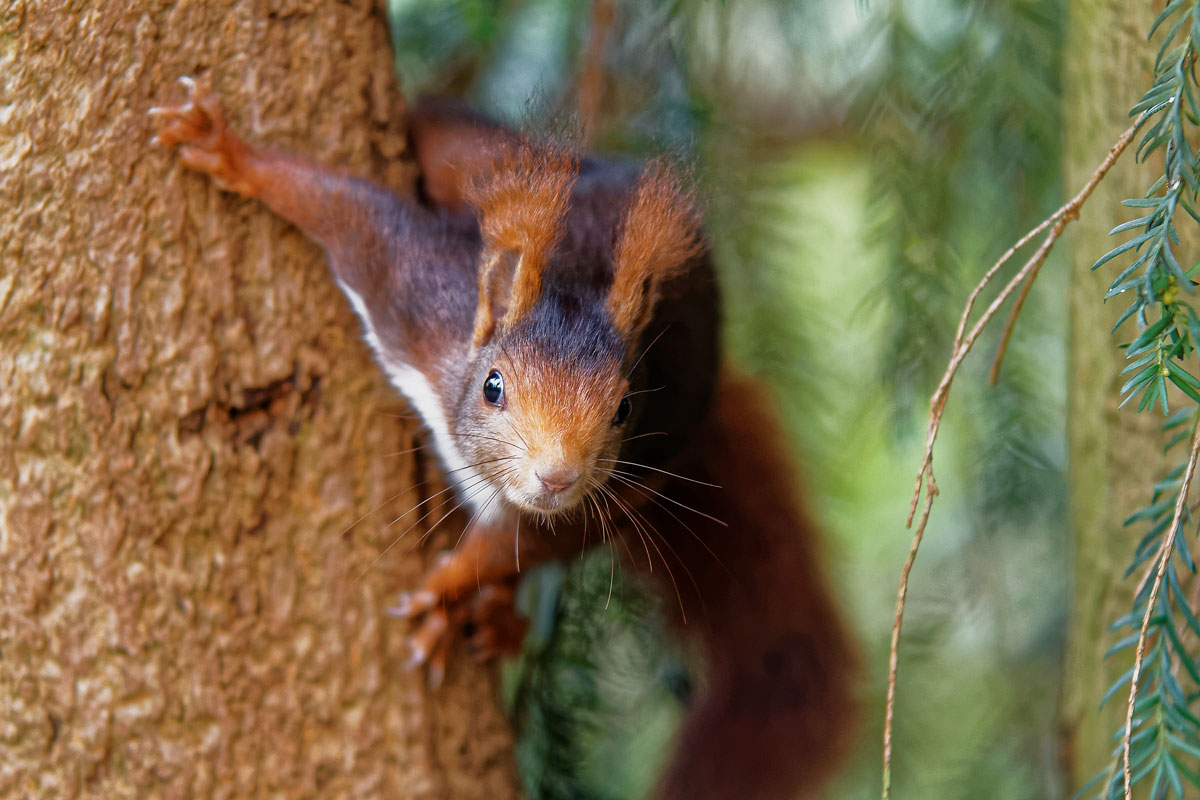 Ardilla roja (Sciurus vulgaris)