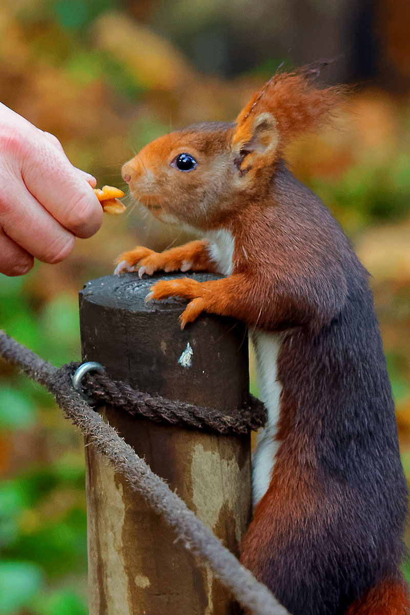 Ardilla roja (Sciurus vulgaris)