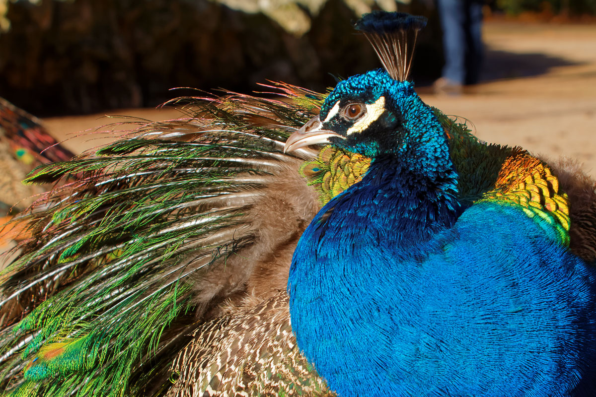 Pavo real (Pavo cristatus)