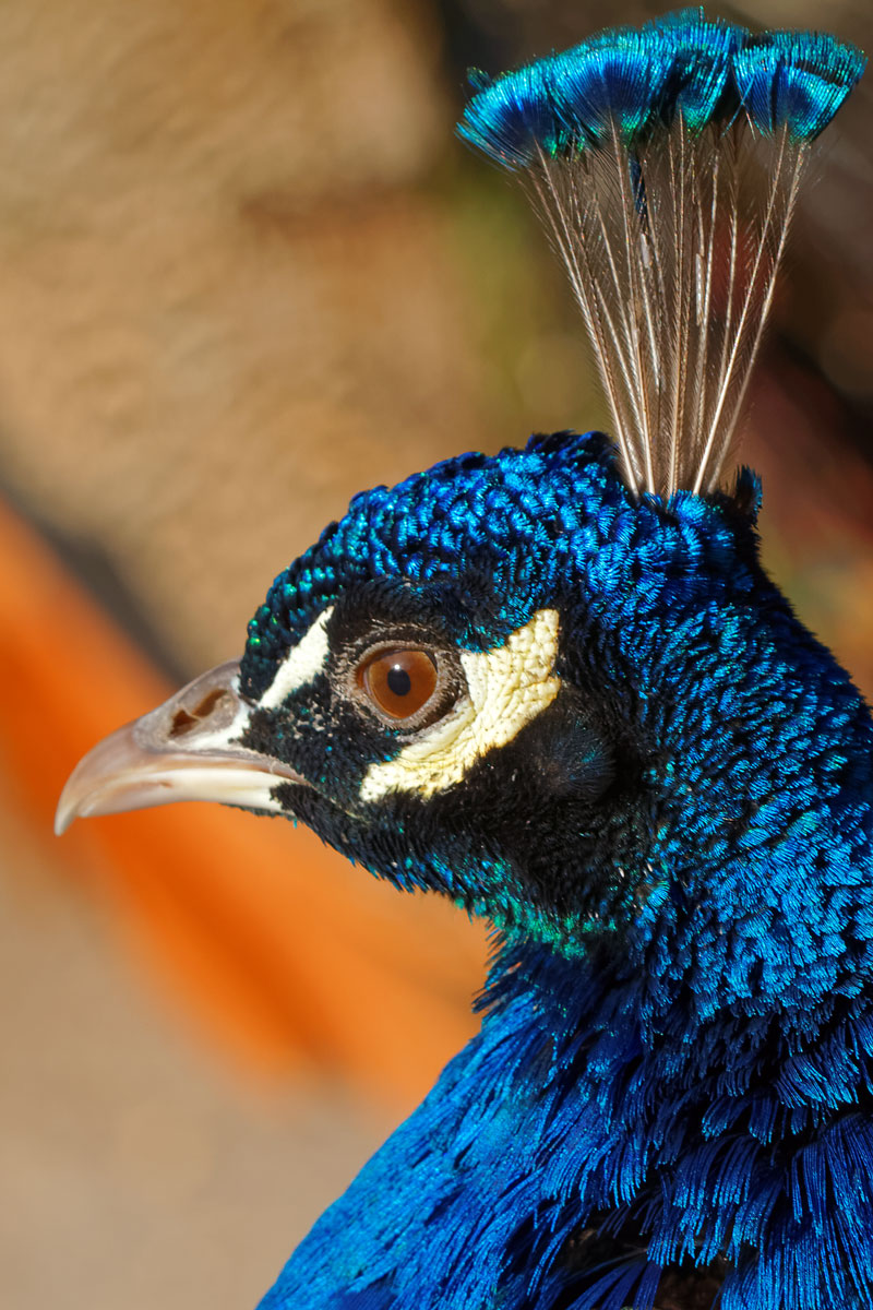 Pavo real (Pavo cristatus)