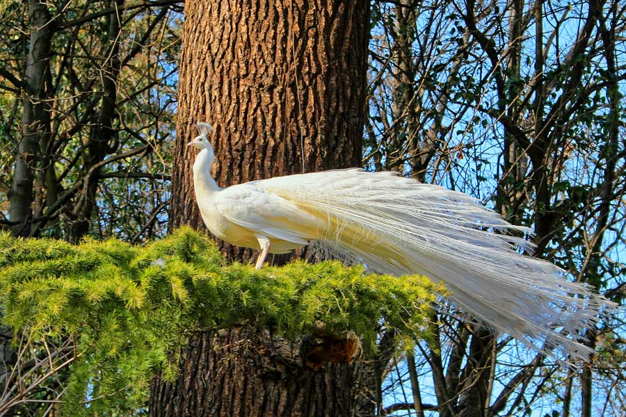 Pavo real blanco