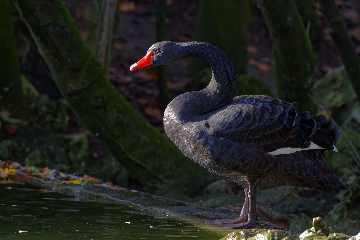 Cisne negro