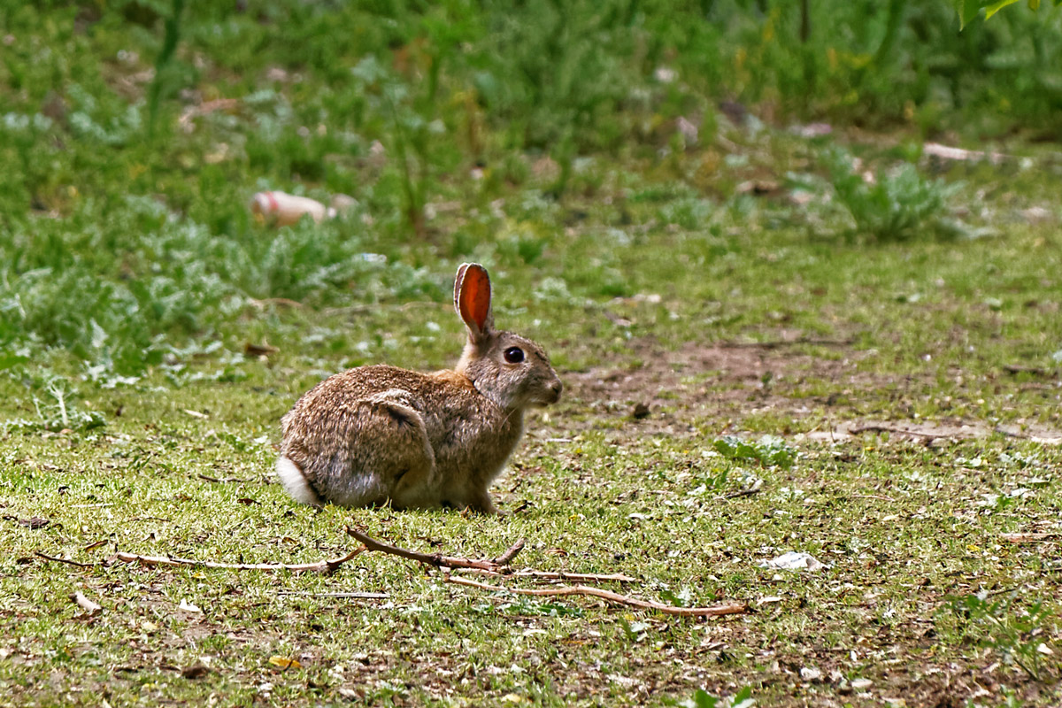Conejo