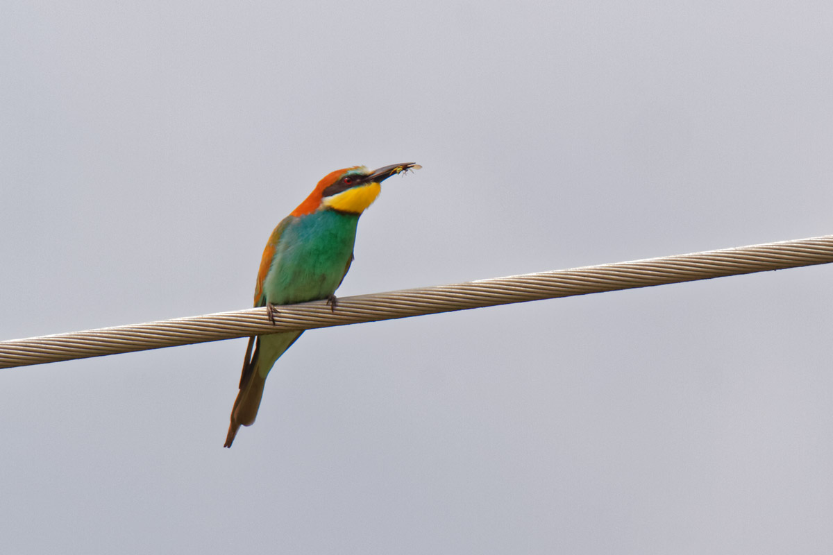 Abejaruco europeo