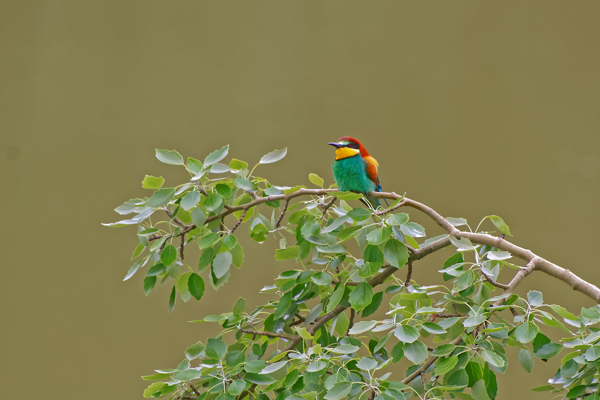 Abejaruco europeo