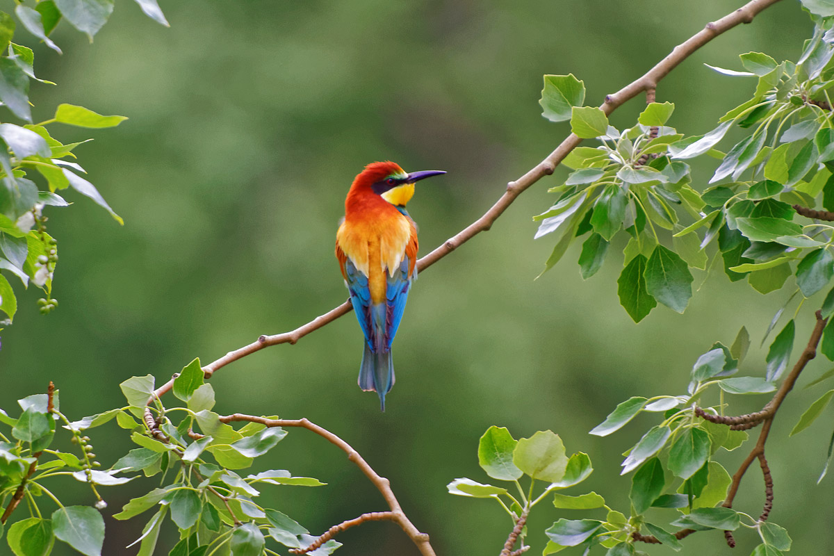 Abejaruco europeo