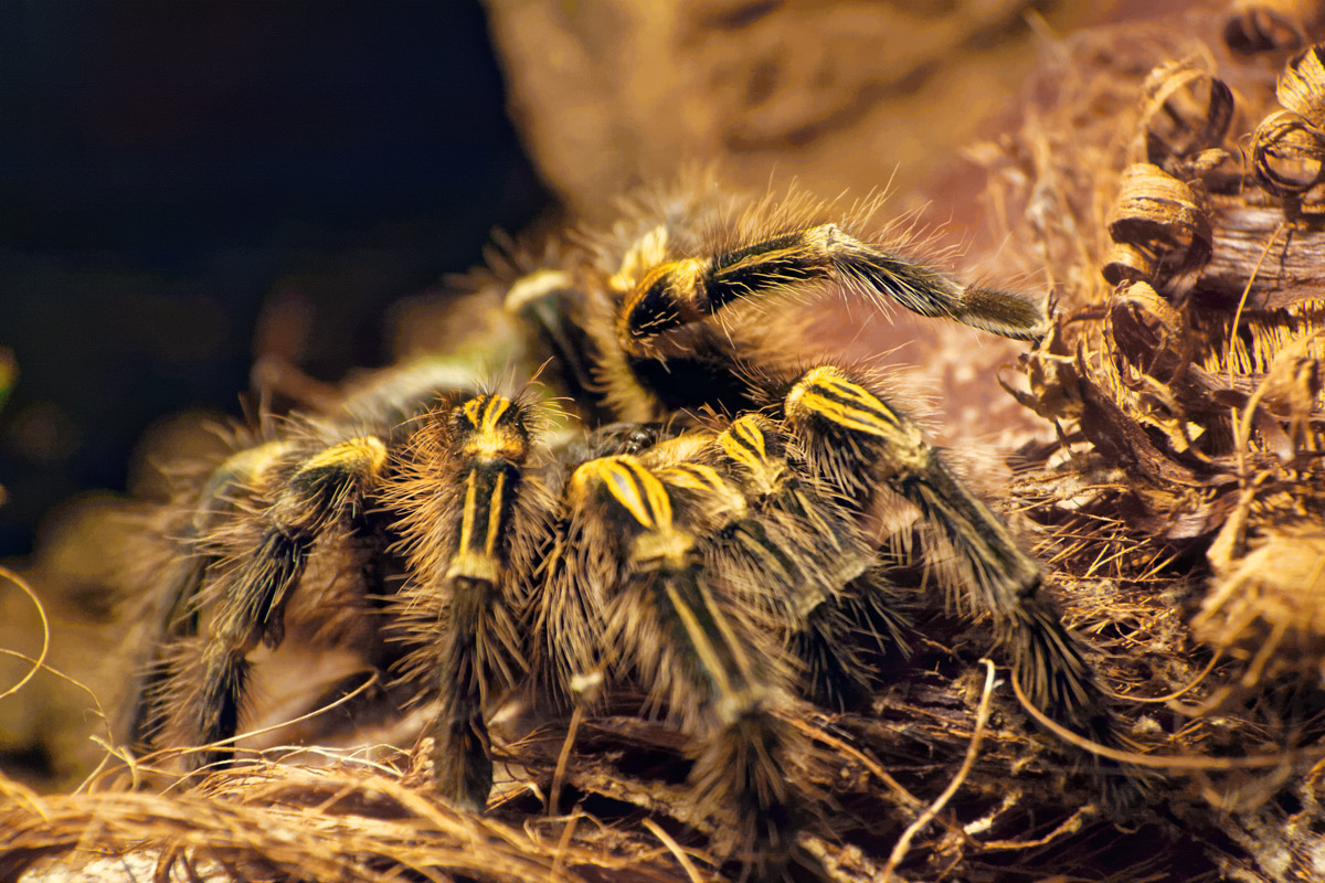Araña