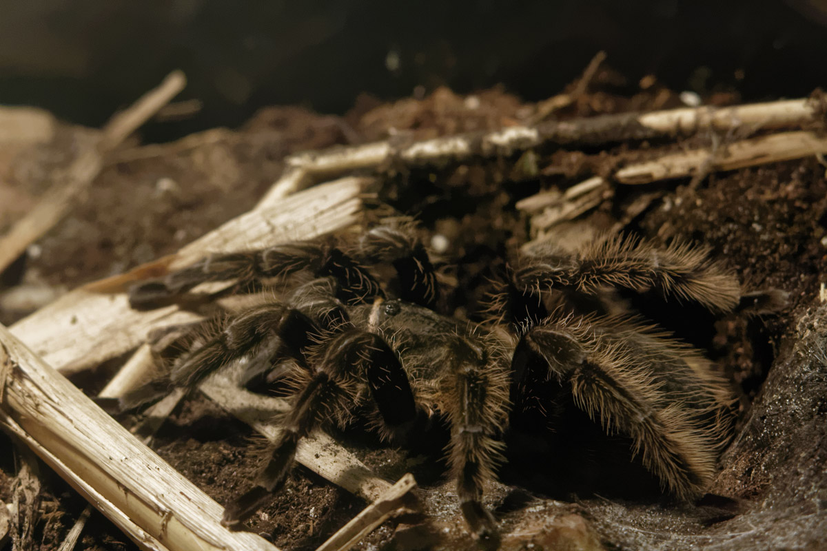 Araña